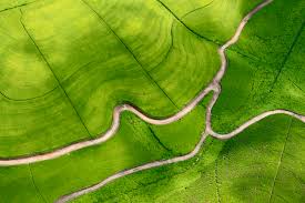 Можно ли выращивать лавровый лист в домашних условиях?