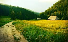 Комнатный цветок с красными плодами