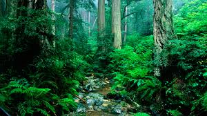 Как выращивать бройлеров в домашних условиях как содержать?